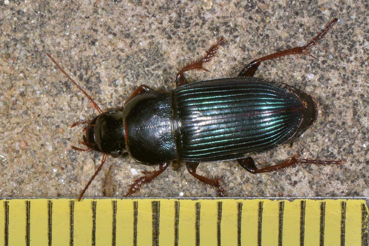 Carabidae: Harpalus rubripes?   S !